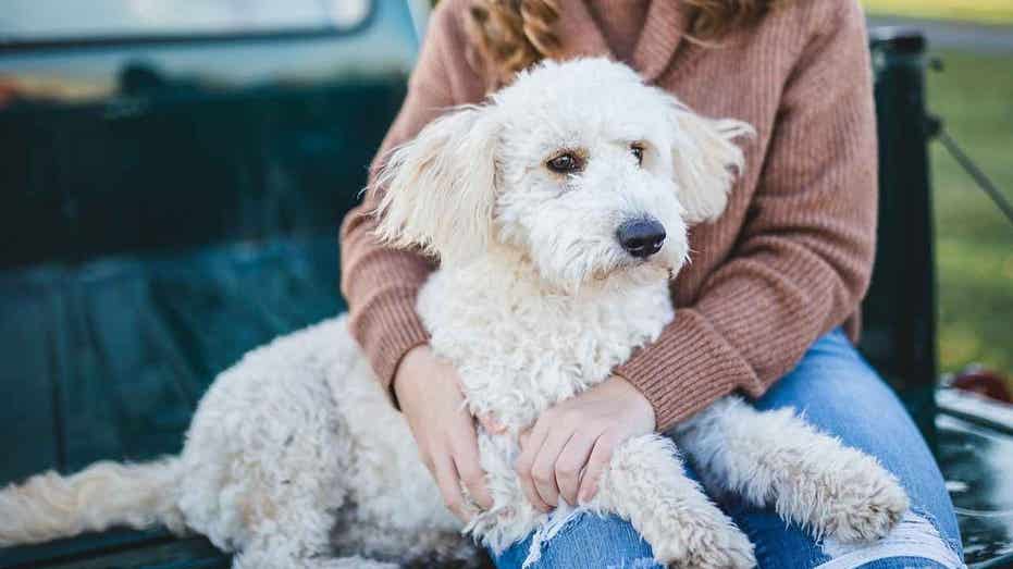 Would You Date Your Pet if They Were Human? One in Three Pet Owners Say Yes to AI-Generated Profiles